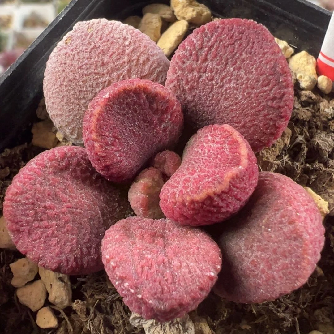 夏娃单头花型纯木质桩多肉植物水泡