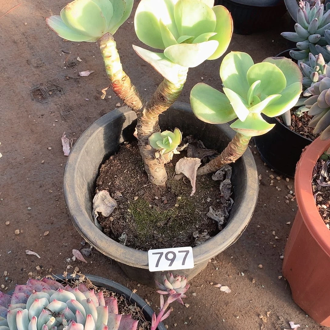 797碧桃 一物一拍多肉