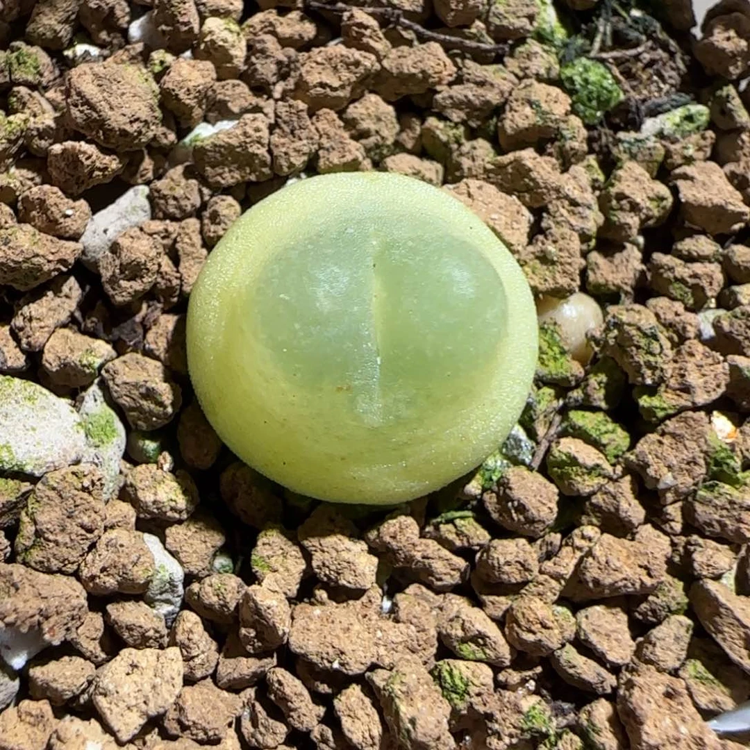 肉锥多肉植物组合-日式拉登1218