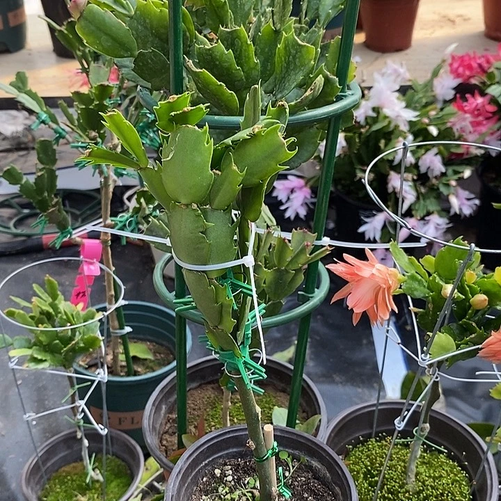 萍**逢红粉黄各5片共15叶片蟹爪兰