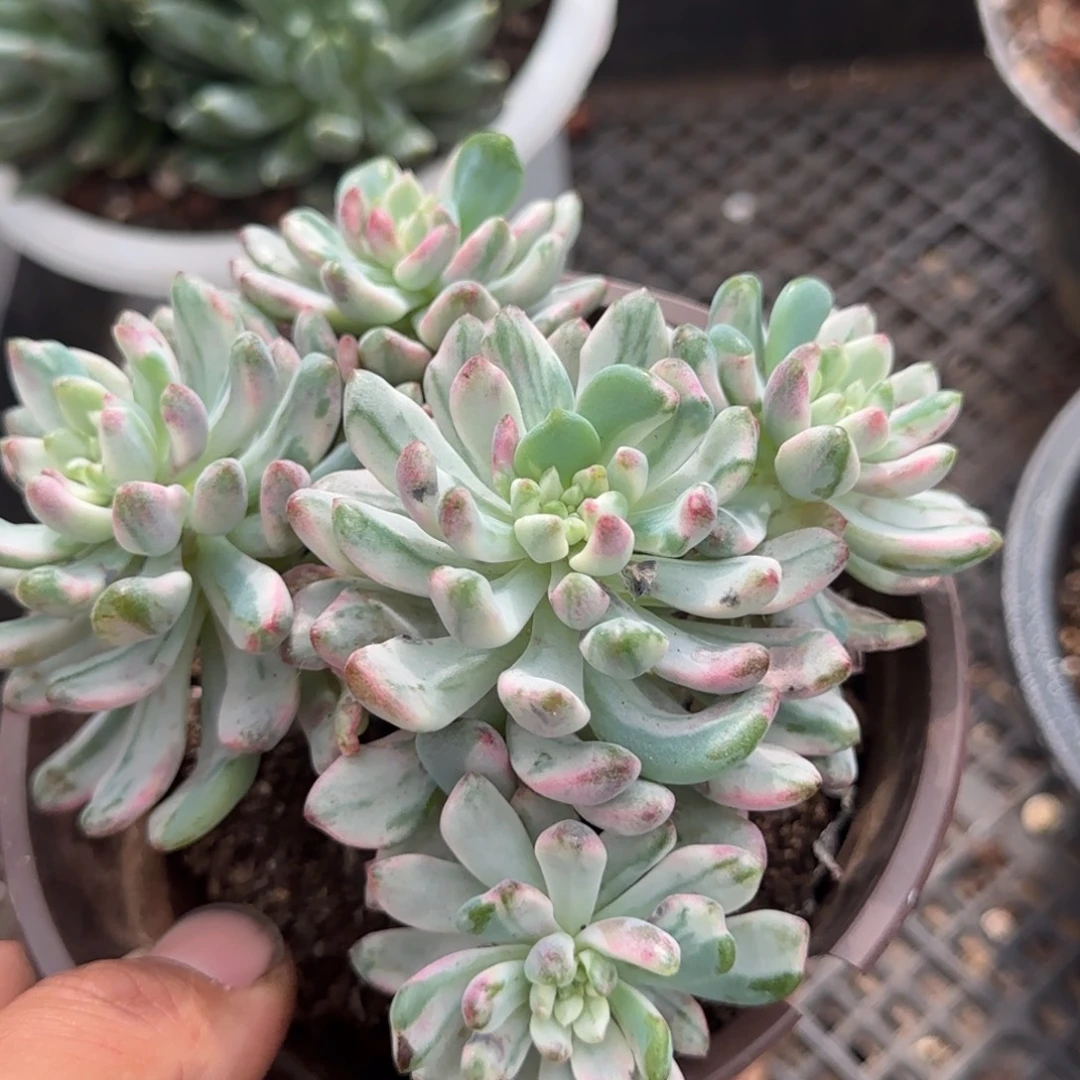 蓝精灵锦惊鸿一物一拍包装收缩花旱