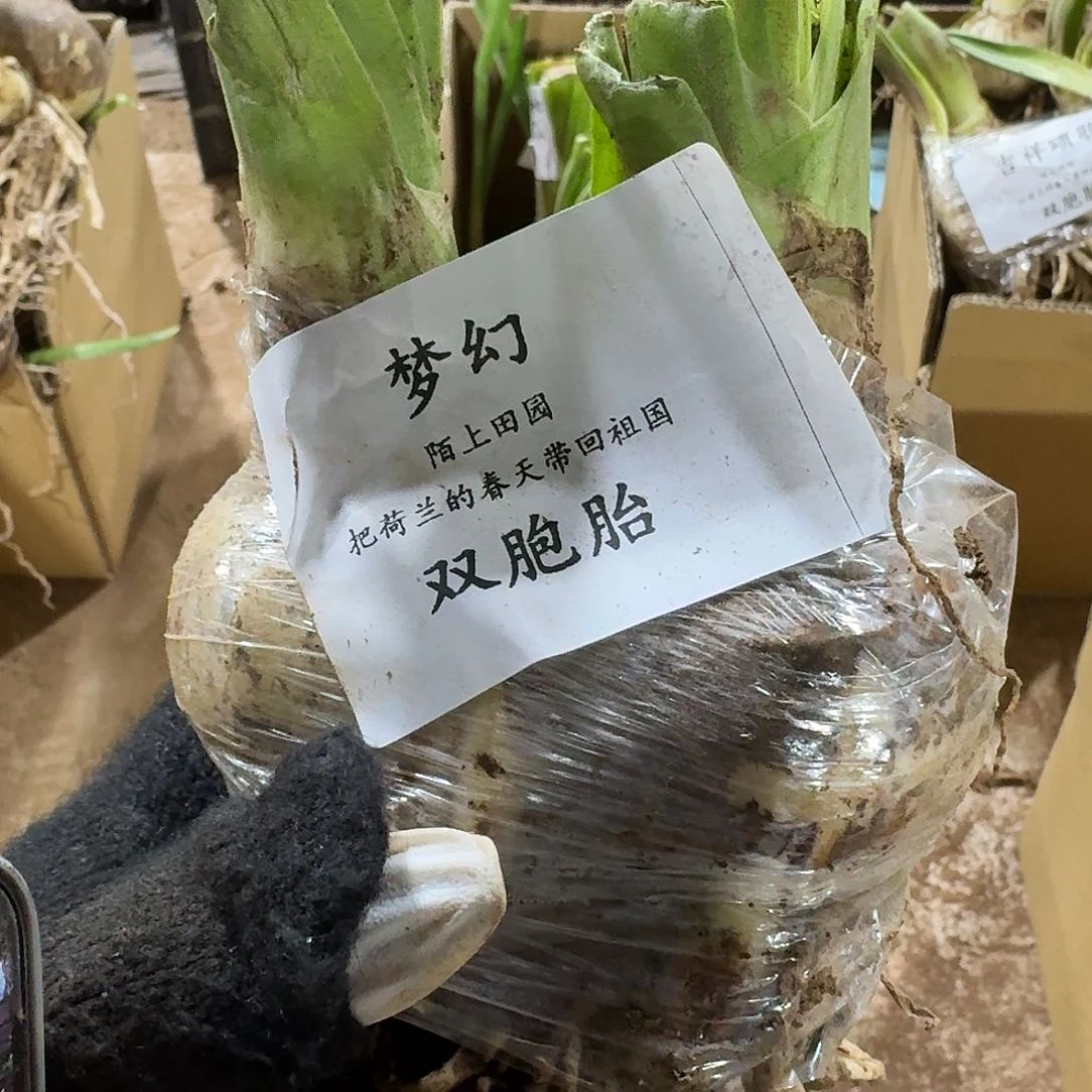 梦幻双胞胎朱顶红