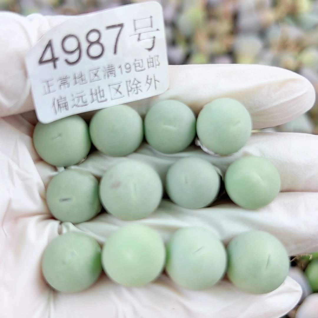 4987两年鸽子蛋12个1cm左右比较小特价处理一下