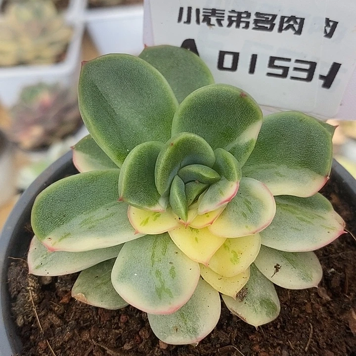 153哈哈哈哈哈哈哈哈哈