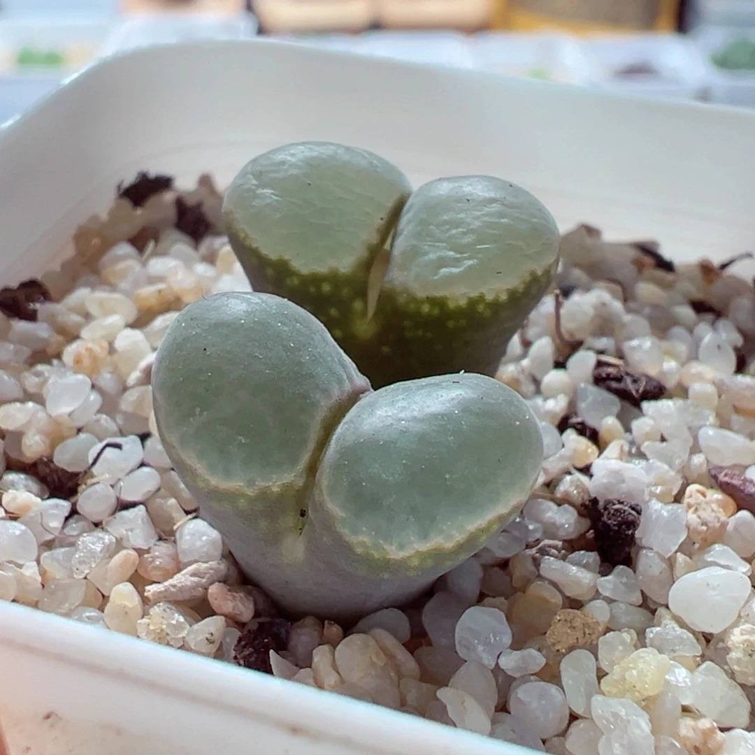 1224-431多肉多日