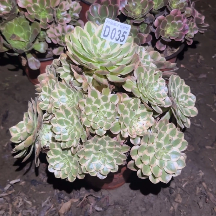 云荷……多肉植物的