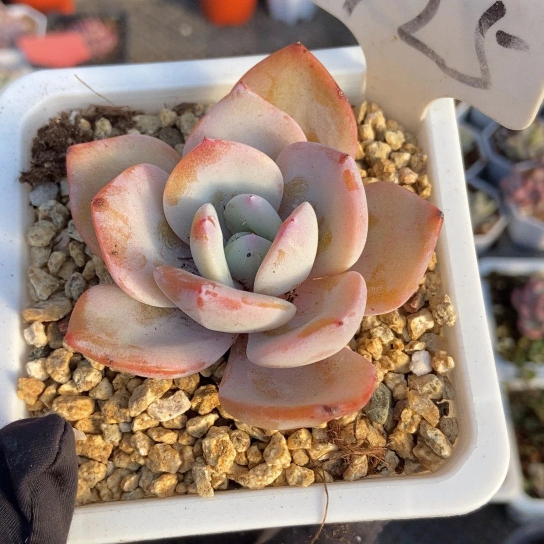 725奶茶多肉植物