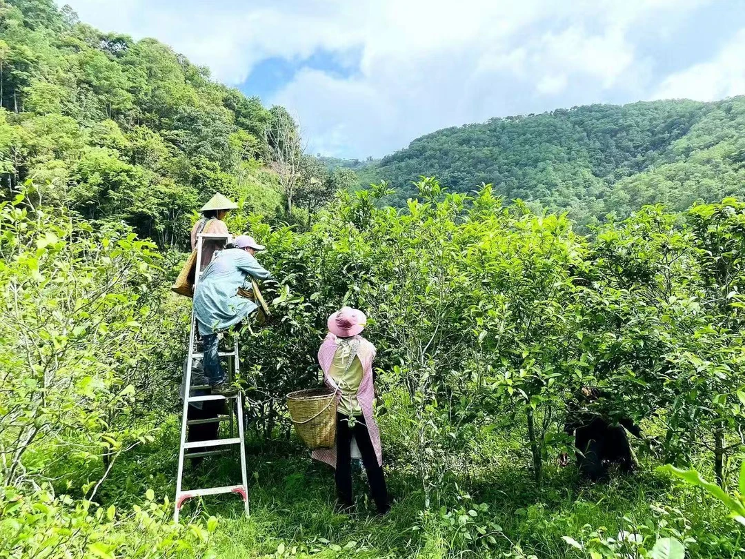 2018年  地界   普洱茶生茶紧压茶 200g/饼