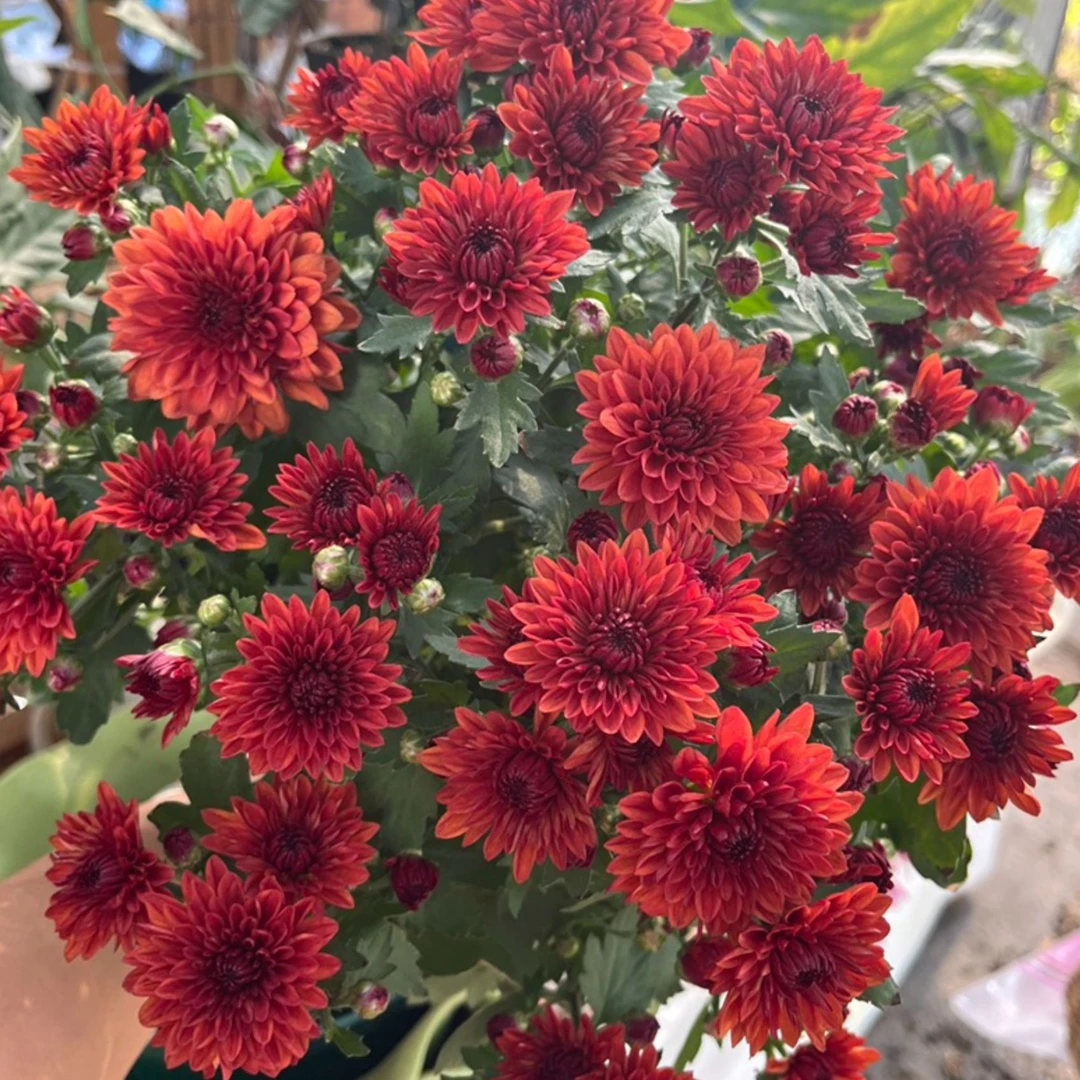 新品【樱桃红】四季荷兰菊盆栽花卉