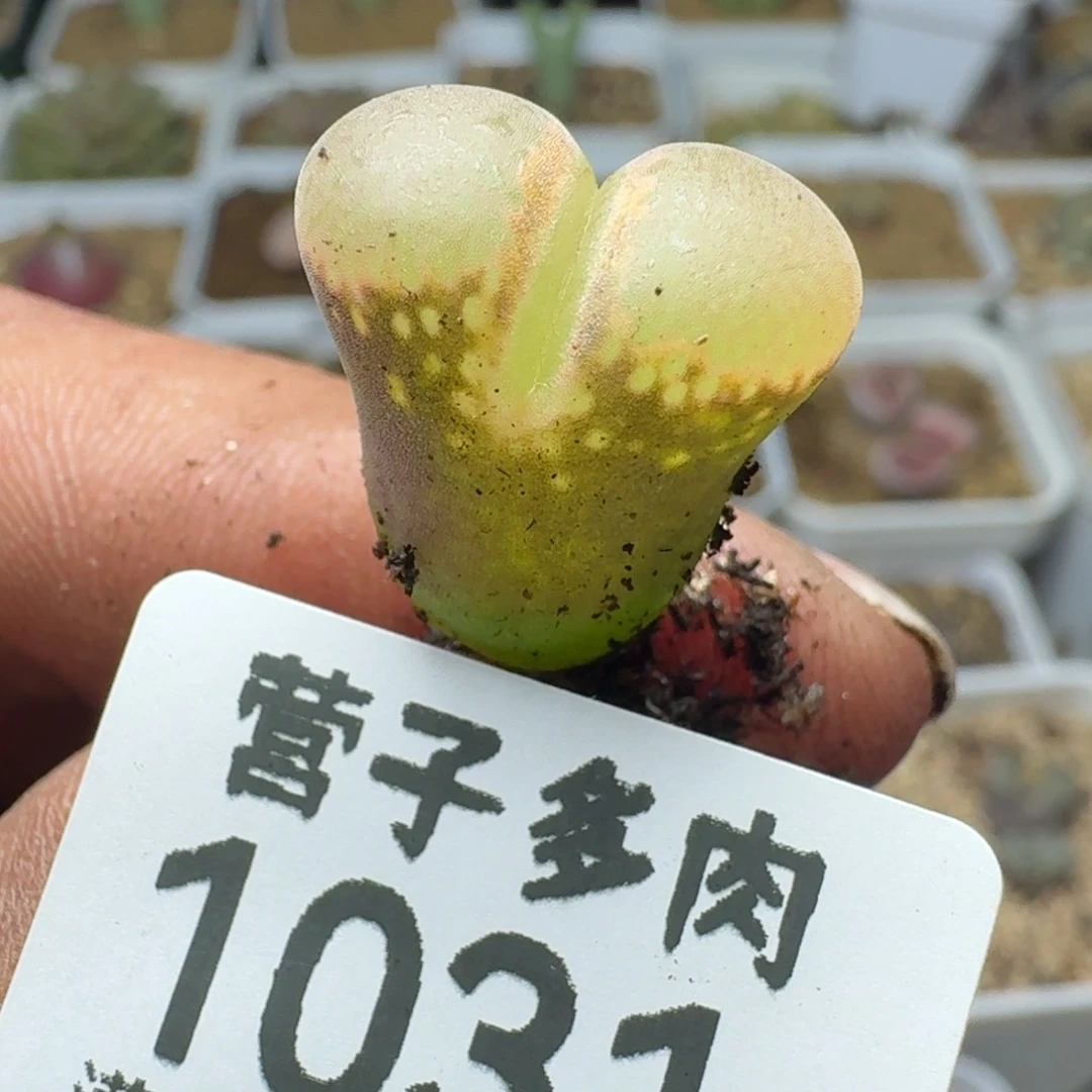 红风铃。