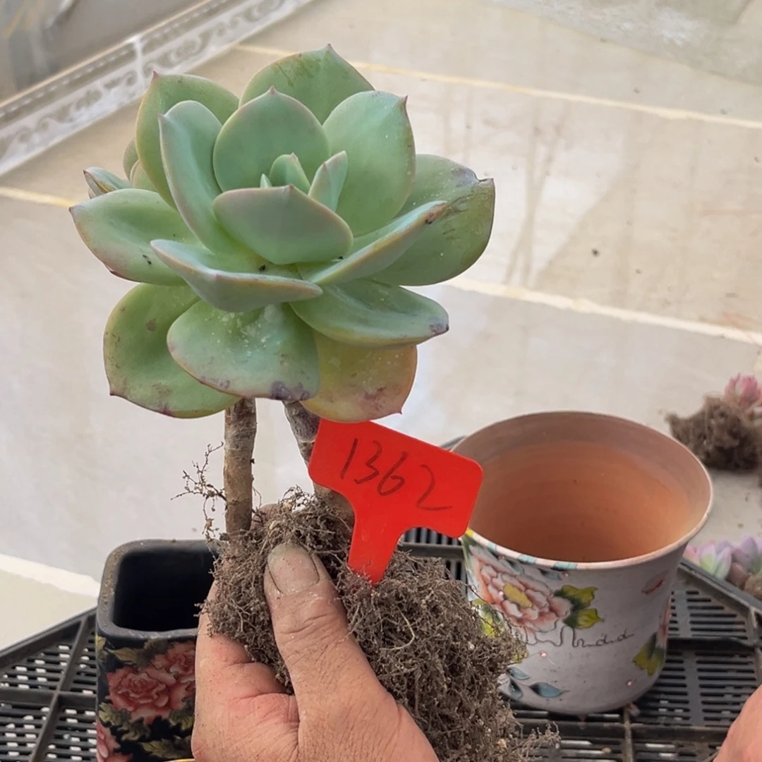 1362号下午多肉植物群生多肉