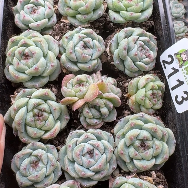 有***天无花朵多肉植物多肉植物