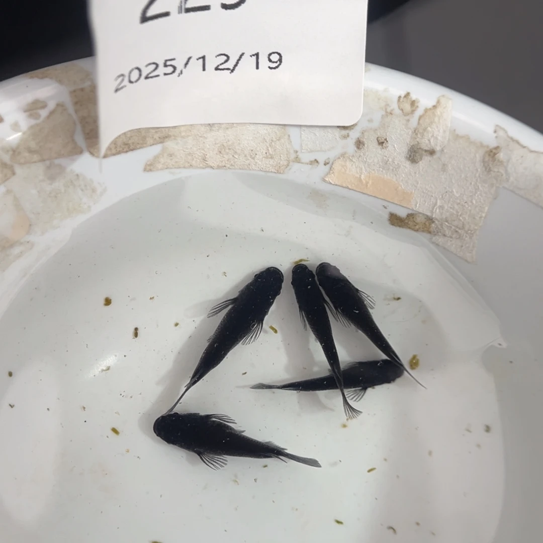 青鳉鱼229黑色短体五尾