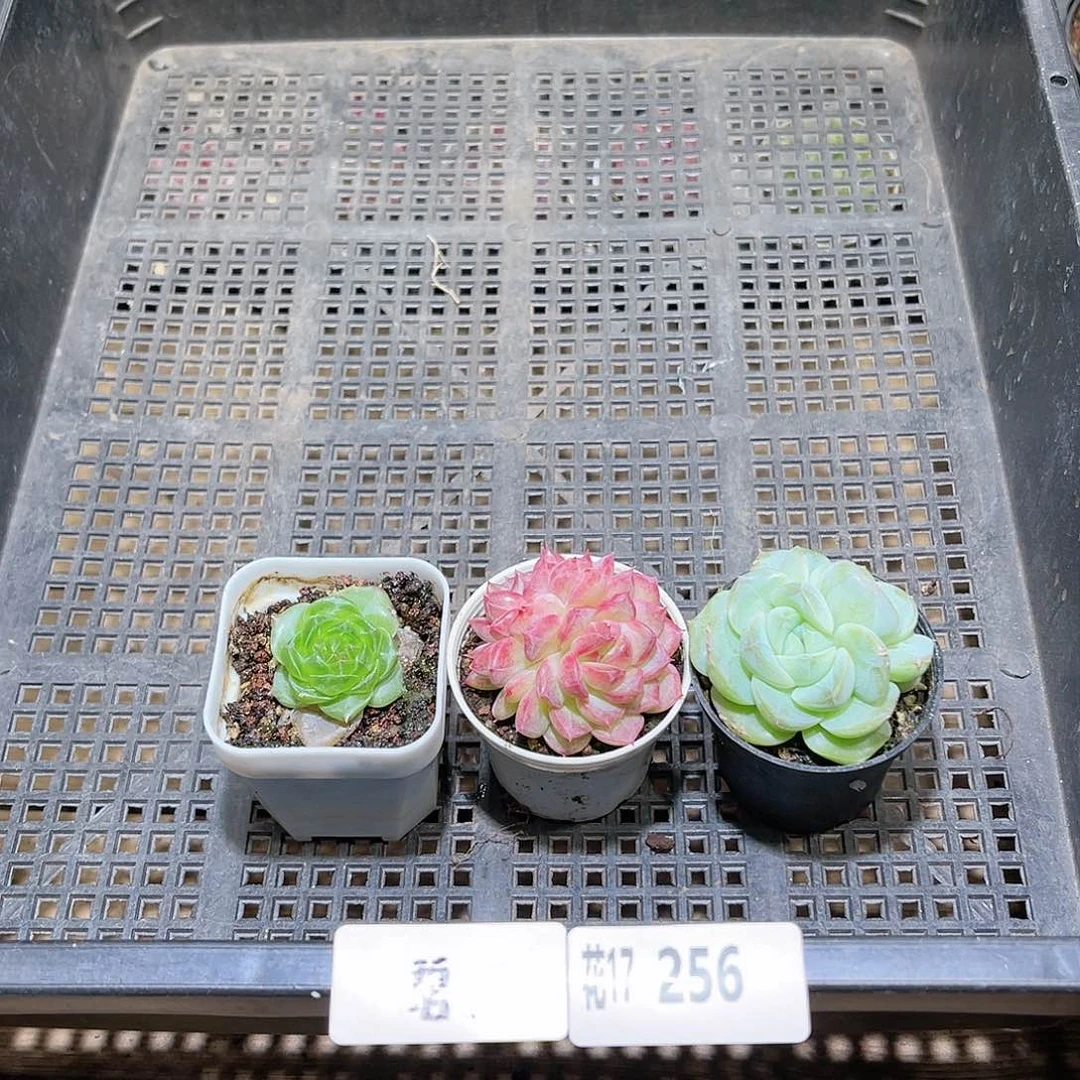 花利美17-256框拍3颗