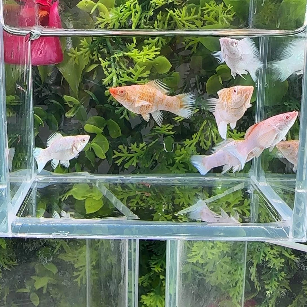 孔雀鱼钻石玛丽7条