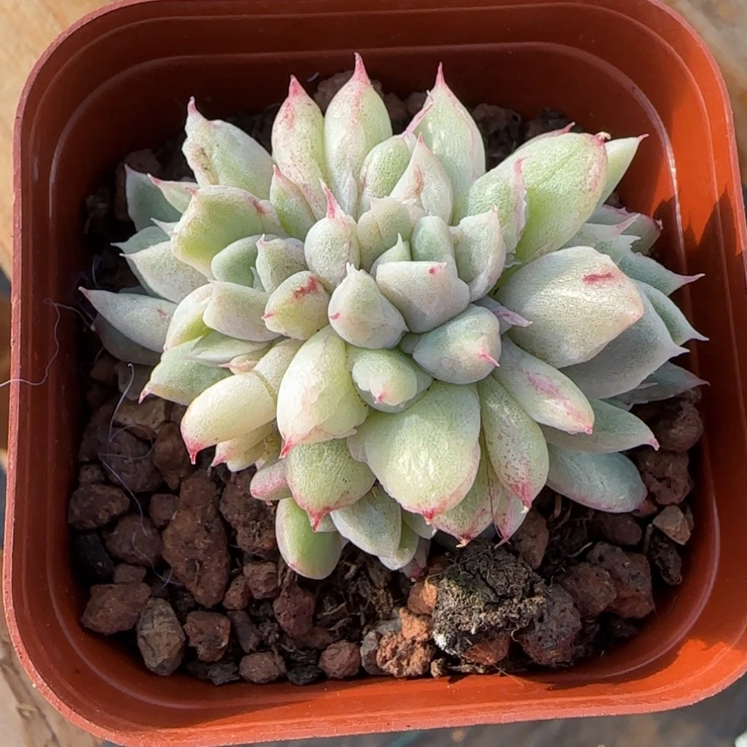 住****妞妞专拍佳人石化拉丝锦