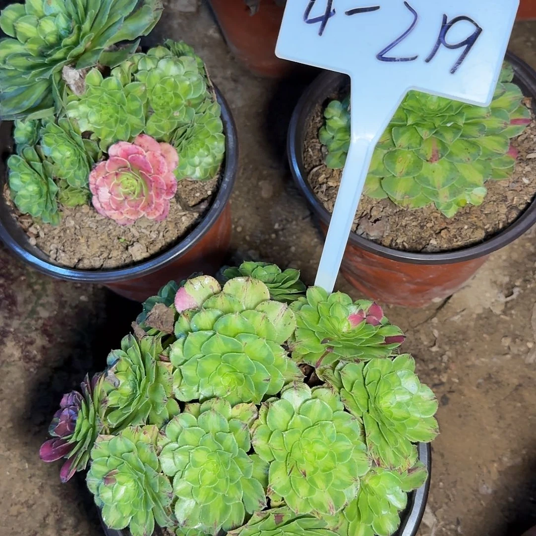 4-219知否多肉法师