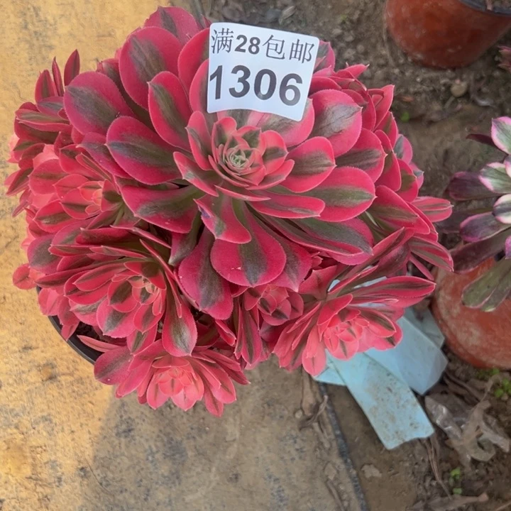 1306女巫多肉植物