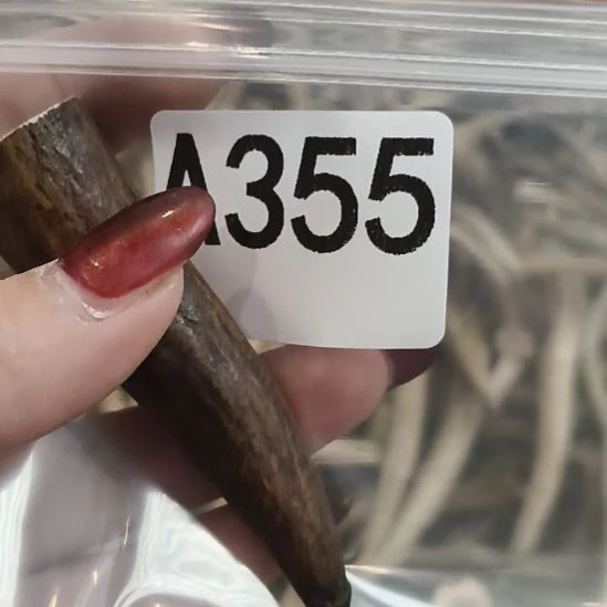 光***哥鹿角鹿角鹿角鹿角鹿角鹿角