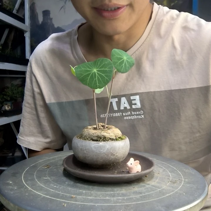 d***o中青园艺一物一拍30