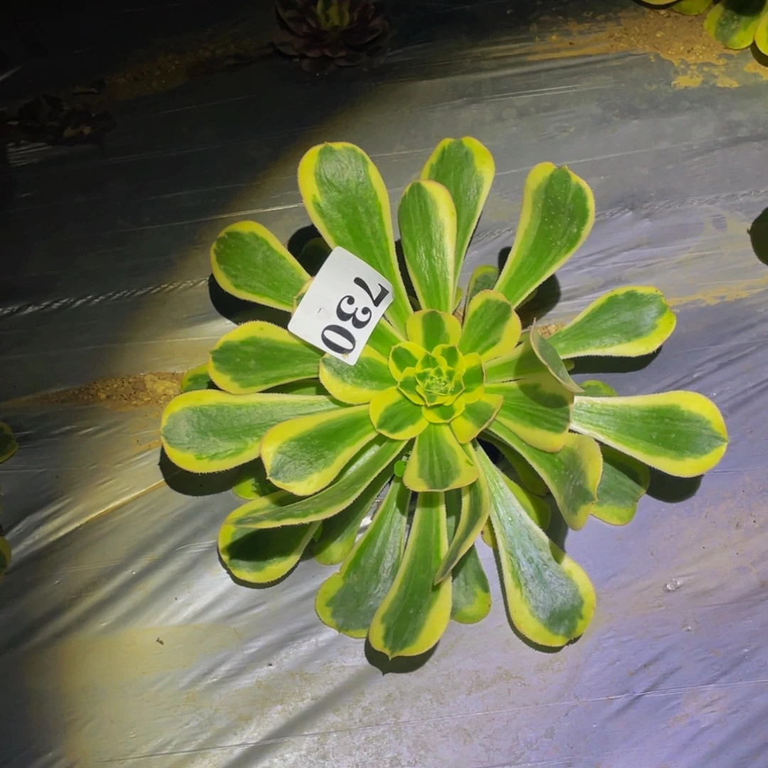 保时捷多肉植物730