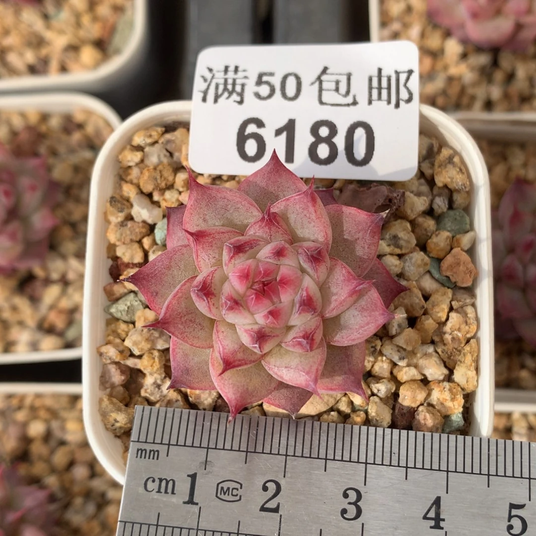 6180单头安娜珍妮冠服3