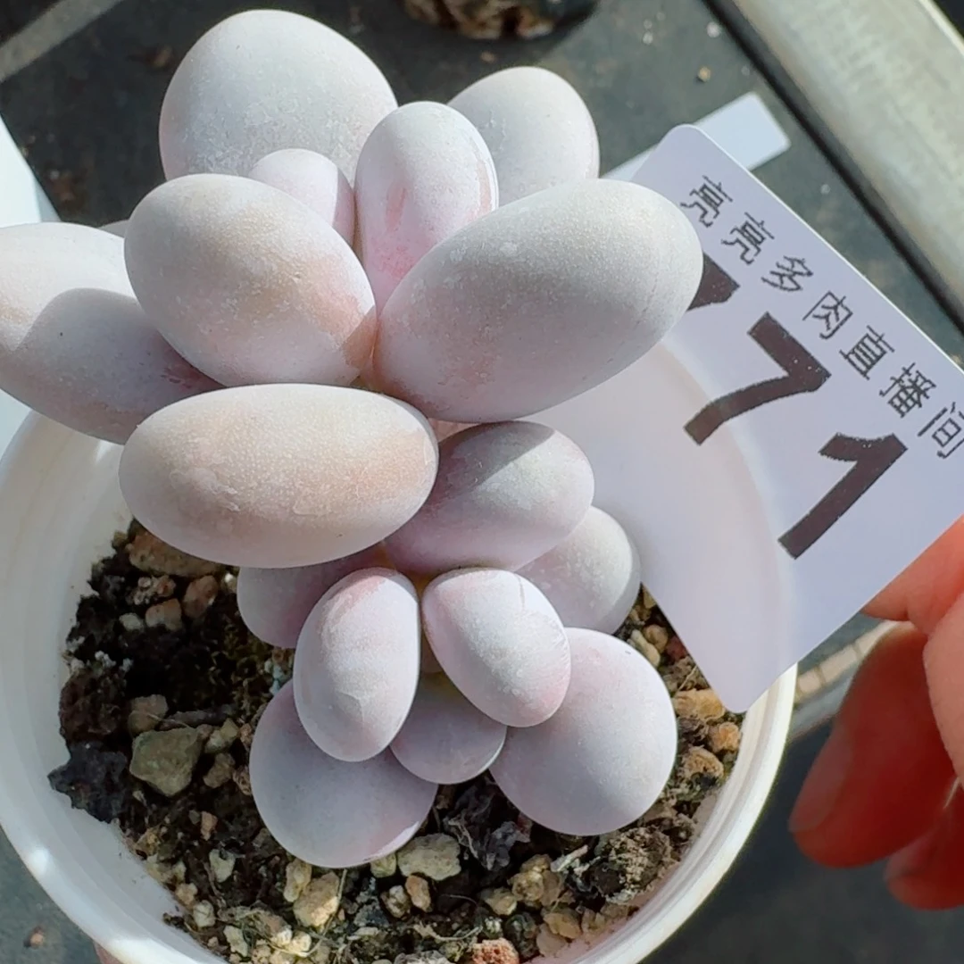 奶酪      愿你一路坦途，乘风破浪展宏图