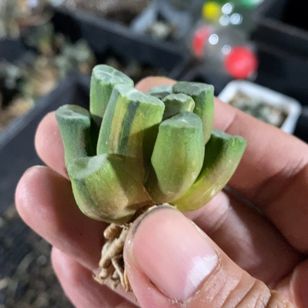 一颗实生万象锦。