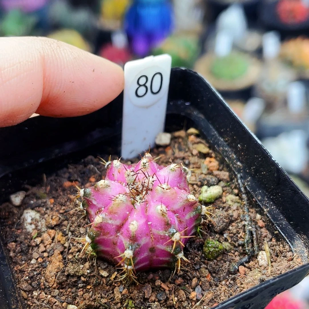 ⁄****⁄非偏远地区满25包邮仙人球