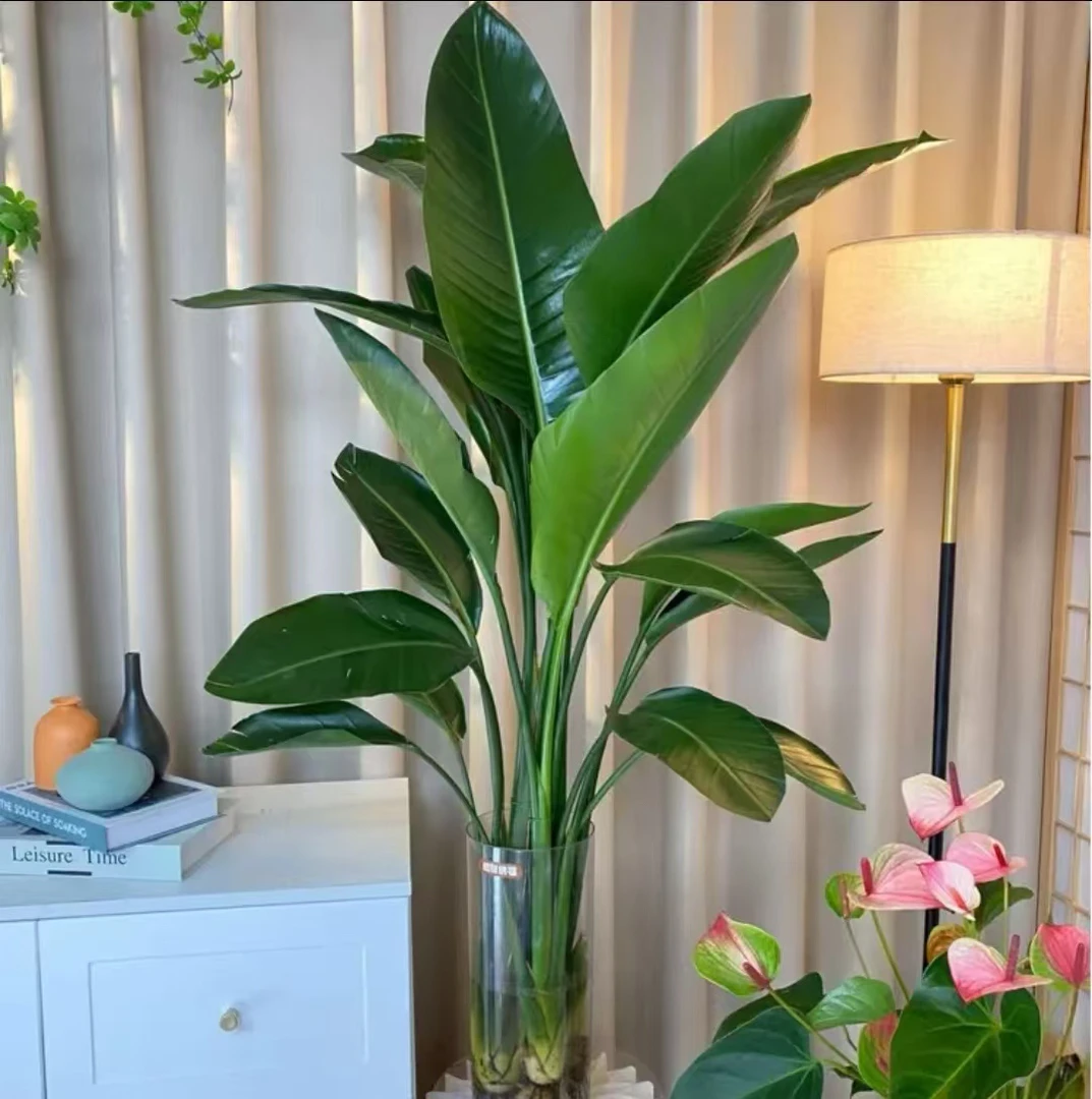 三颗水培天堂鸟1-1.2米好养活室内盆栽客厅清新空气大植物