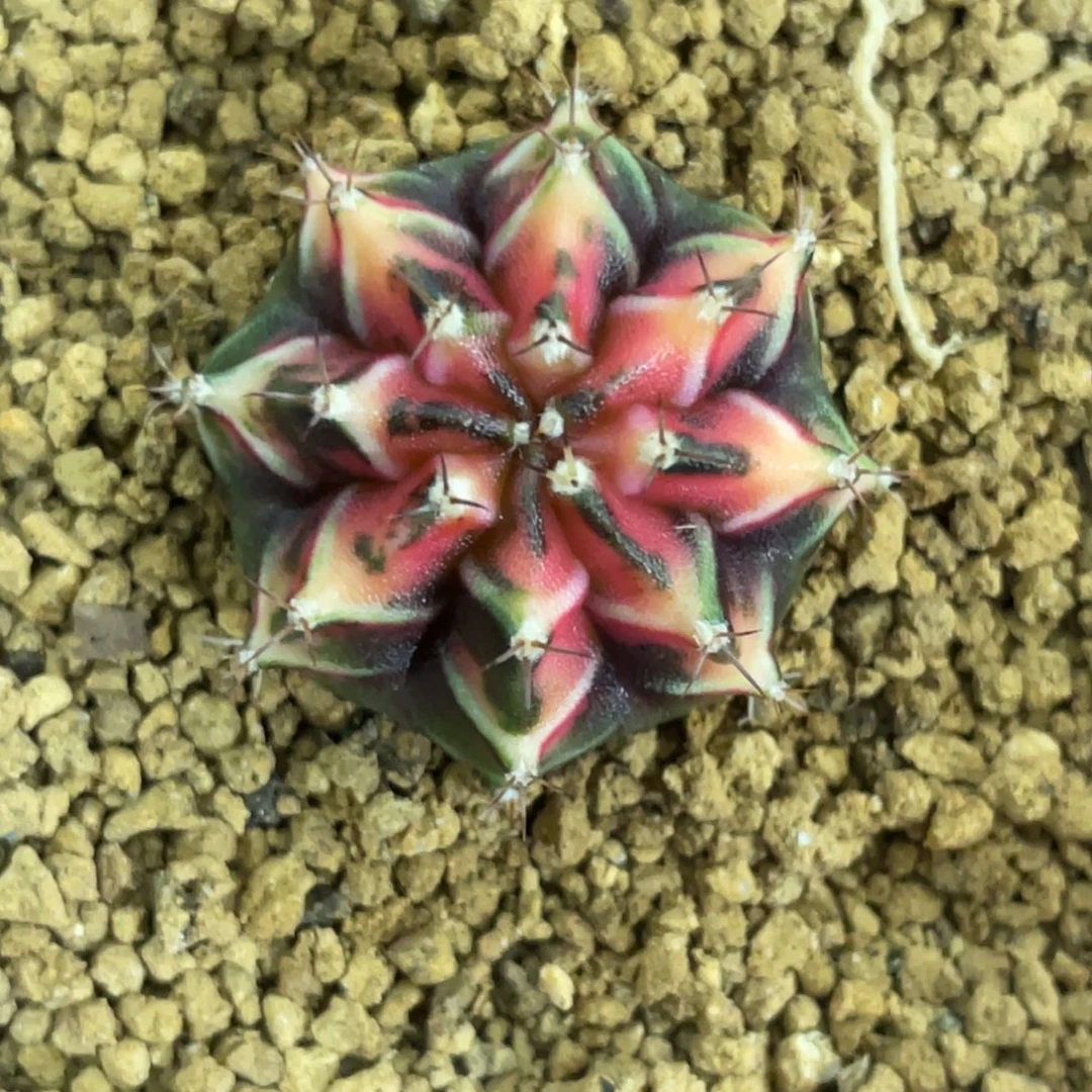 当前无花朵，栽培后可花朵橘粉虎斑锦