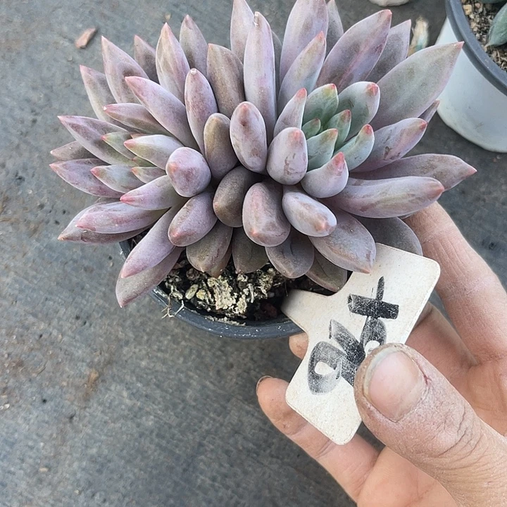 两单包邮，一物一拍，96水晶球