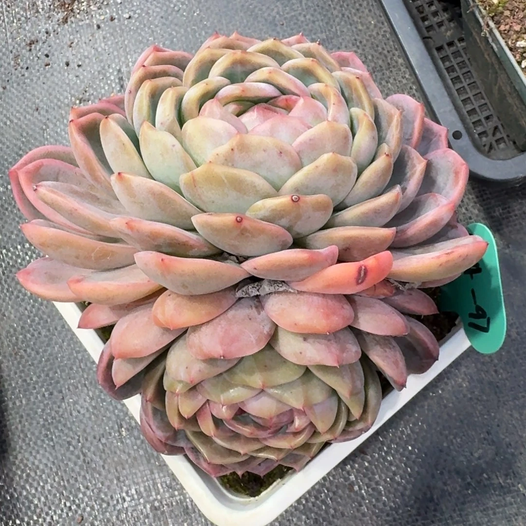 从前慢多肉精选编号0104.97