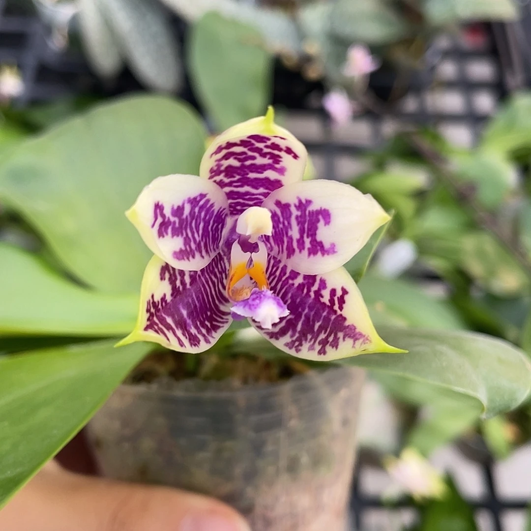 完全开放3288开花株 少根420号