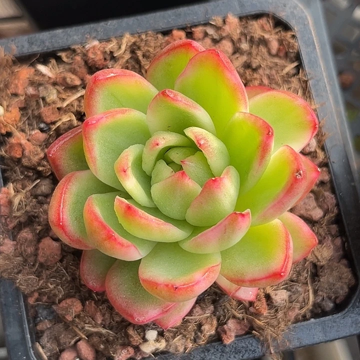 珍妮锦多肉植物多肉