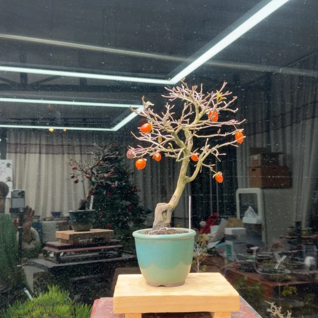 五***～无花朵花卉苗木花卉苗木