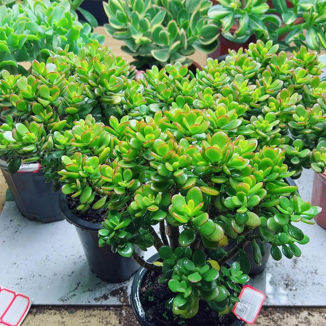 雯***姐摇钱树3盆组合带盆发货0771