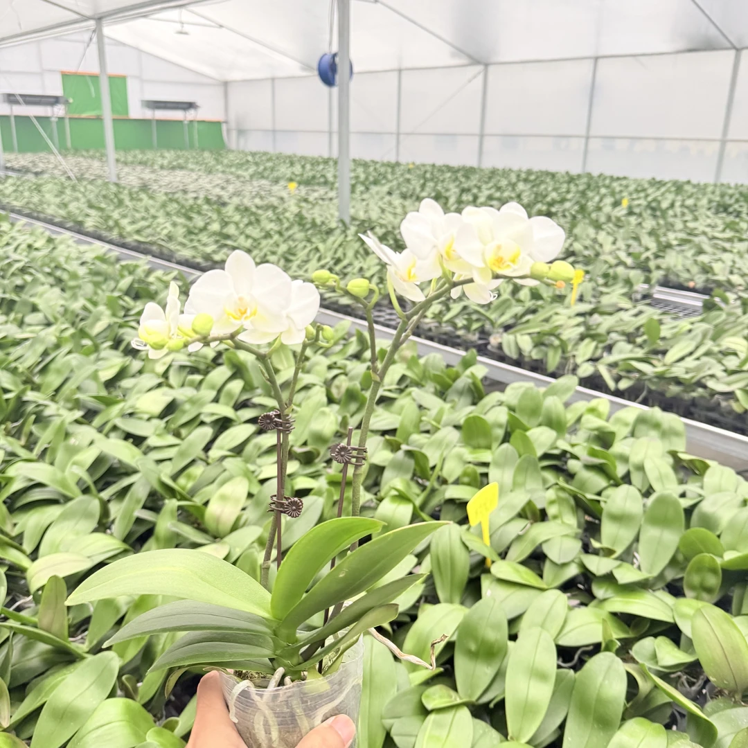 【小白兔】蝴蝶兰精品花卉 带花带花苞 欧洲品质 适合茶桌艺术