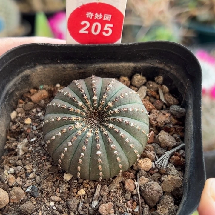 实生大型士统领3.5cm