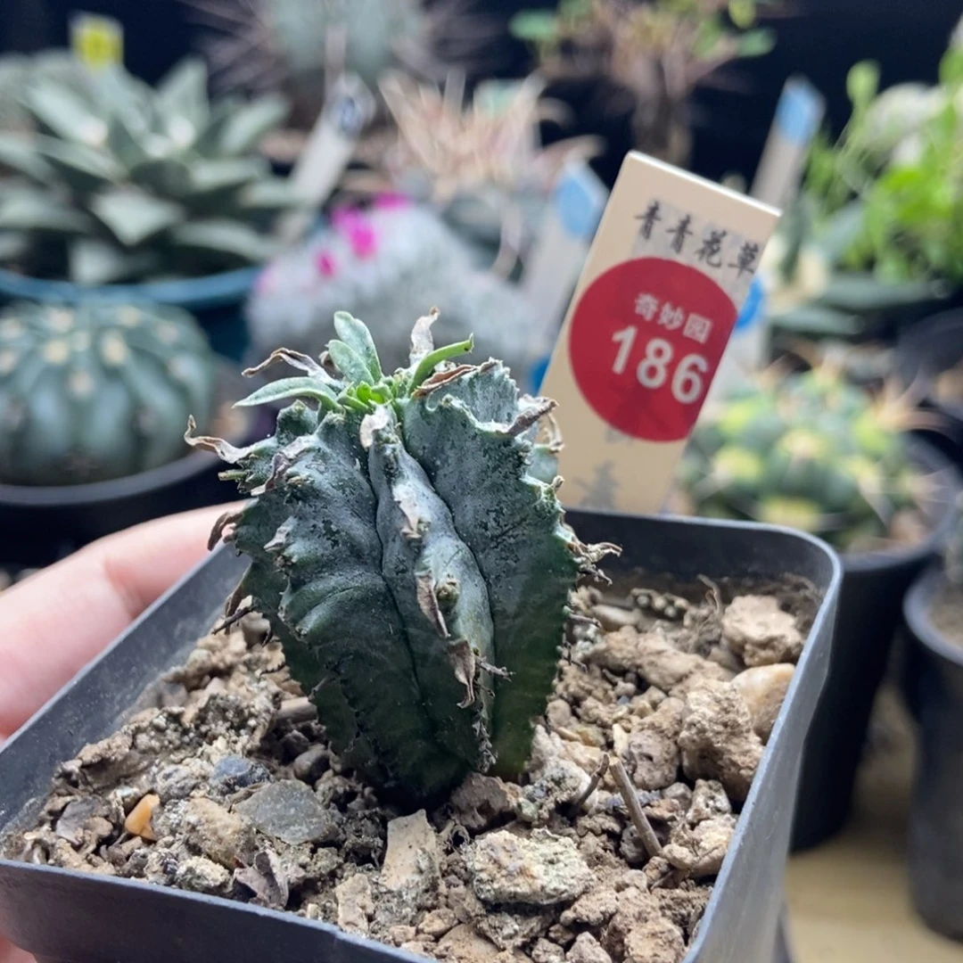 实生白衣魁伟玉3.2cm一棵仙人球