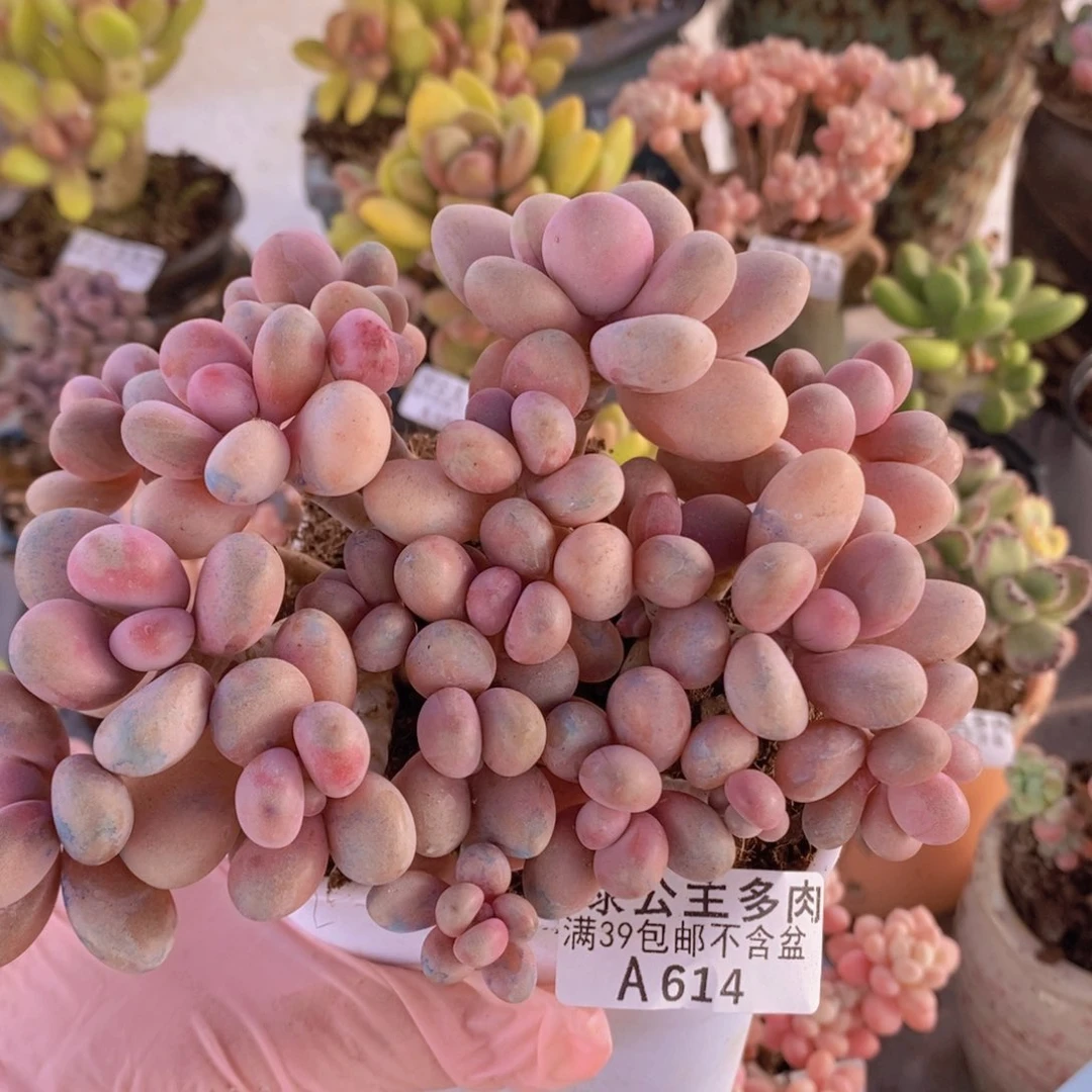 糖果桃蛋老桩13cm614多肉酱