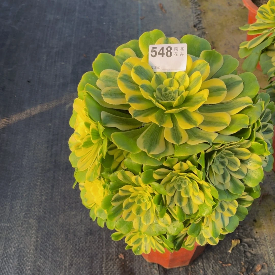 ?多肉辛尼亚00000548