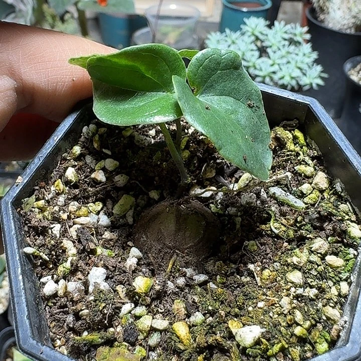 699正版南非龟甲龙带盆发货