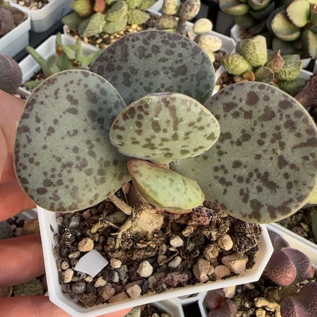 花蛋水泡多肉植物