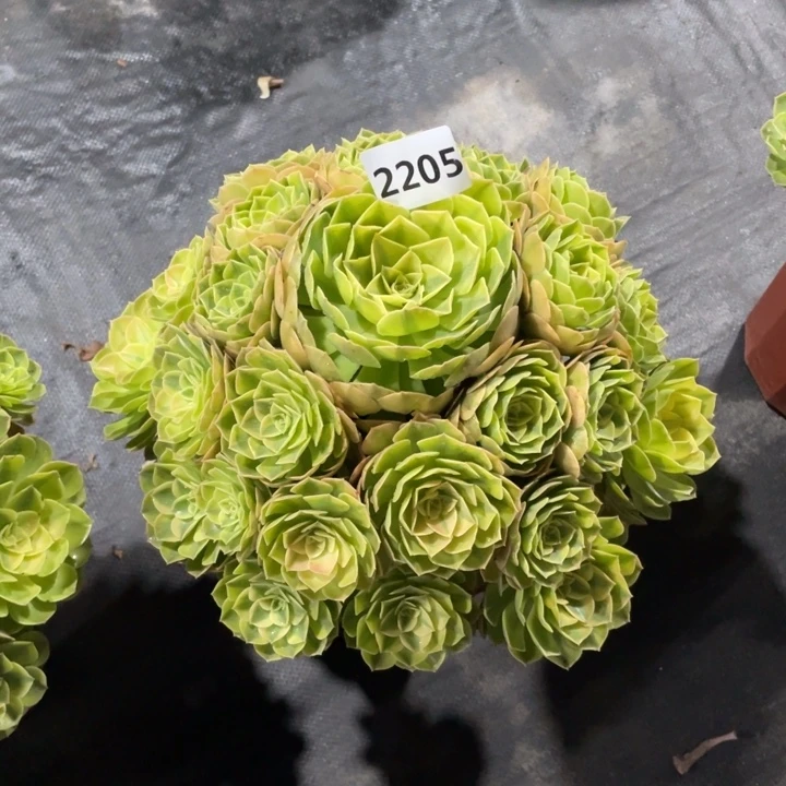 雨荷2205号多肉植物