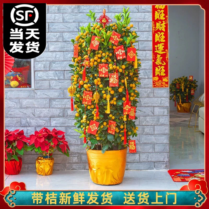 年桔金桔树盆栽带果年宵花新年开业乔迁大型朱砂橘客厅招财四季桔
