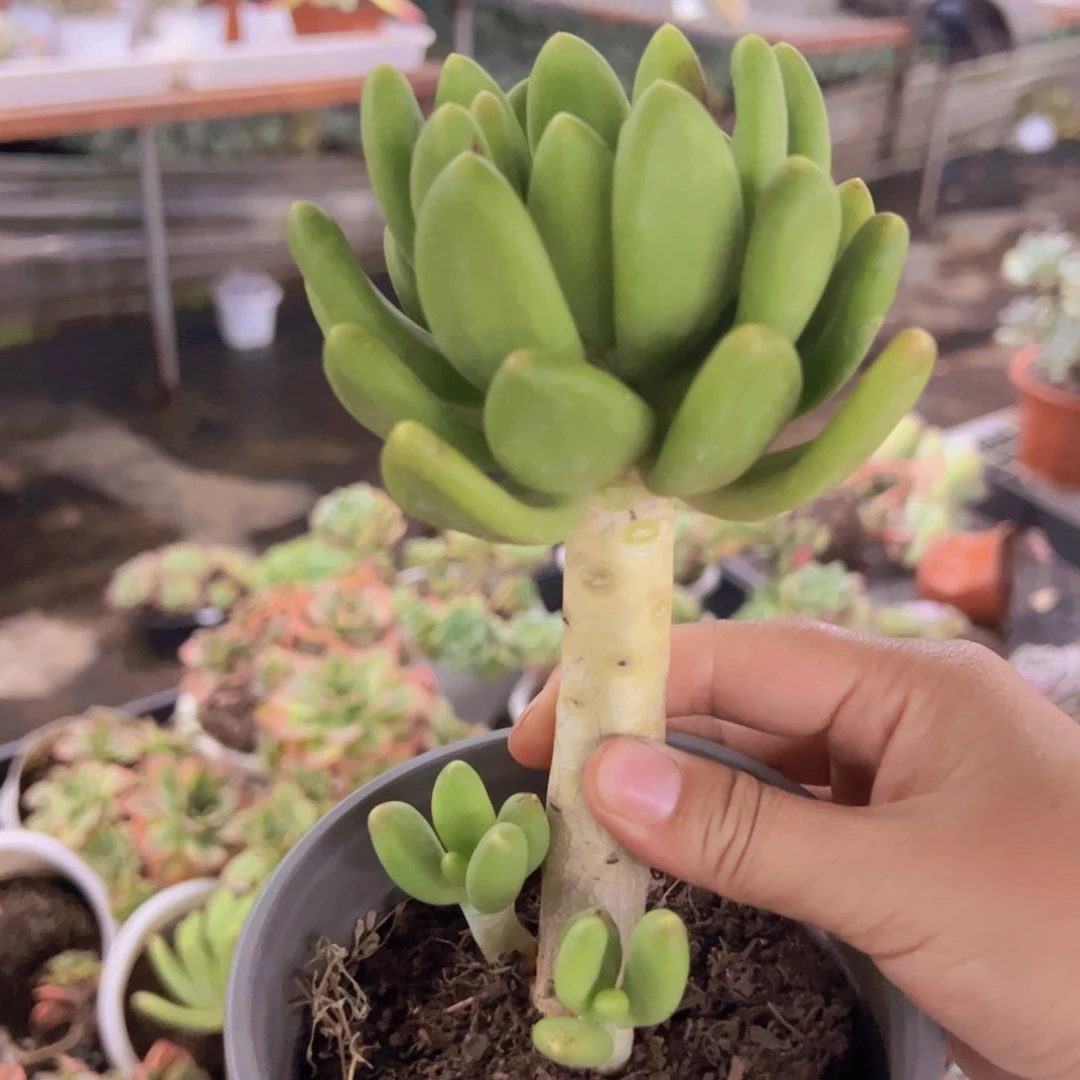 金蟾大单头老桩多肉