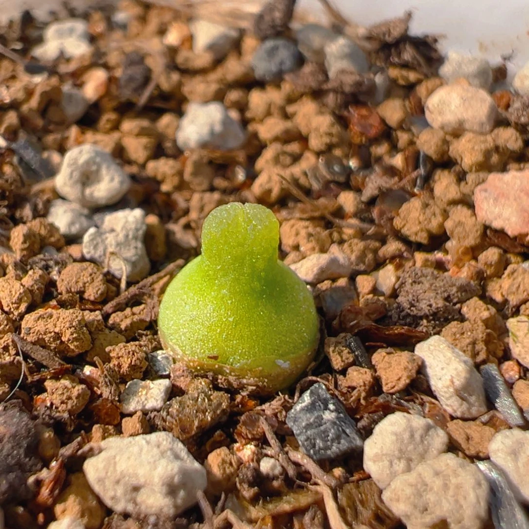 104多肉植物百科知识