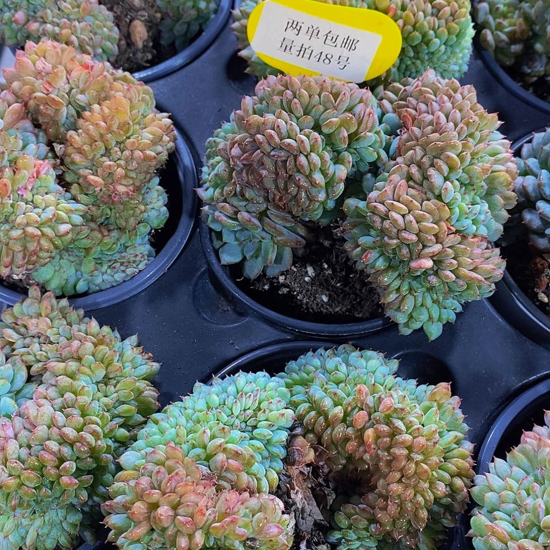 量拍48号 精品母本白胖子缀化一个