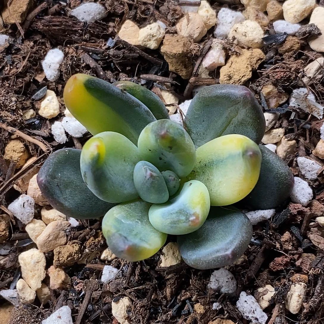 黄锦紫丽殿一物一拍，